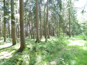 Wald Waldfläche, Gemarkung Fichtenau